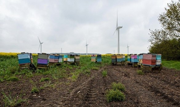 Wind turbines and bee boxes in a field
